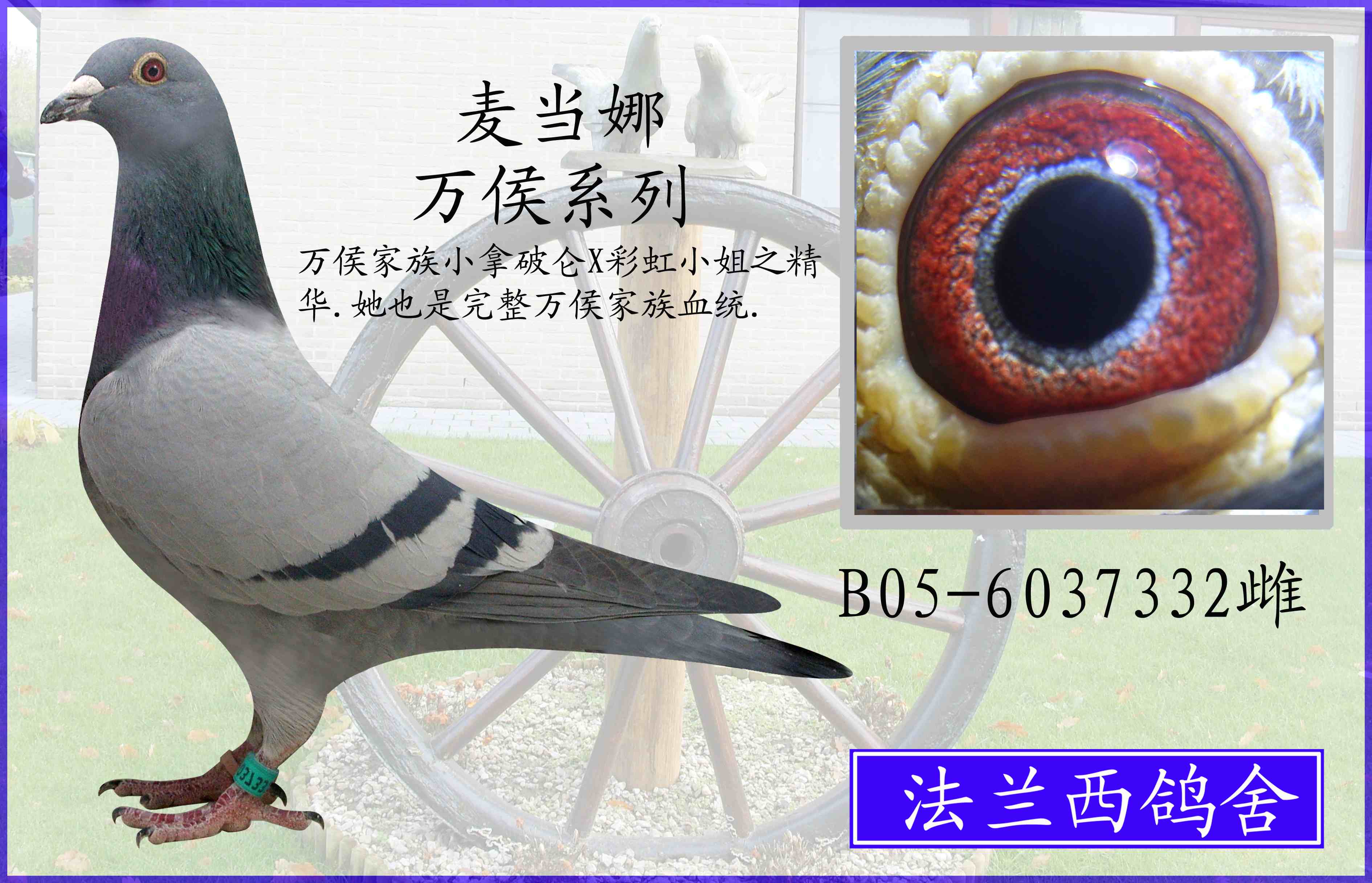 达人赛鸽(云南大理达人赛鸽中心)